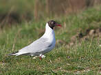 Mouette rieuse