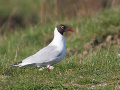 Mouette rieuse