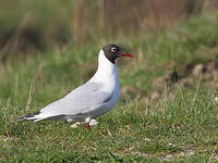 Mouette rieuse