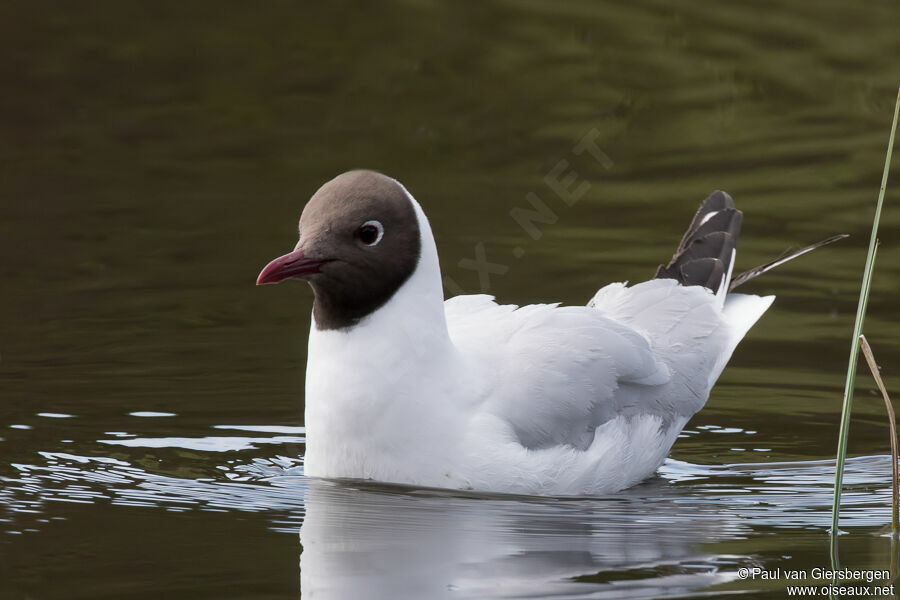 Mouette rieuseadulte