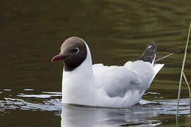 Mouette rieuse