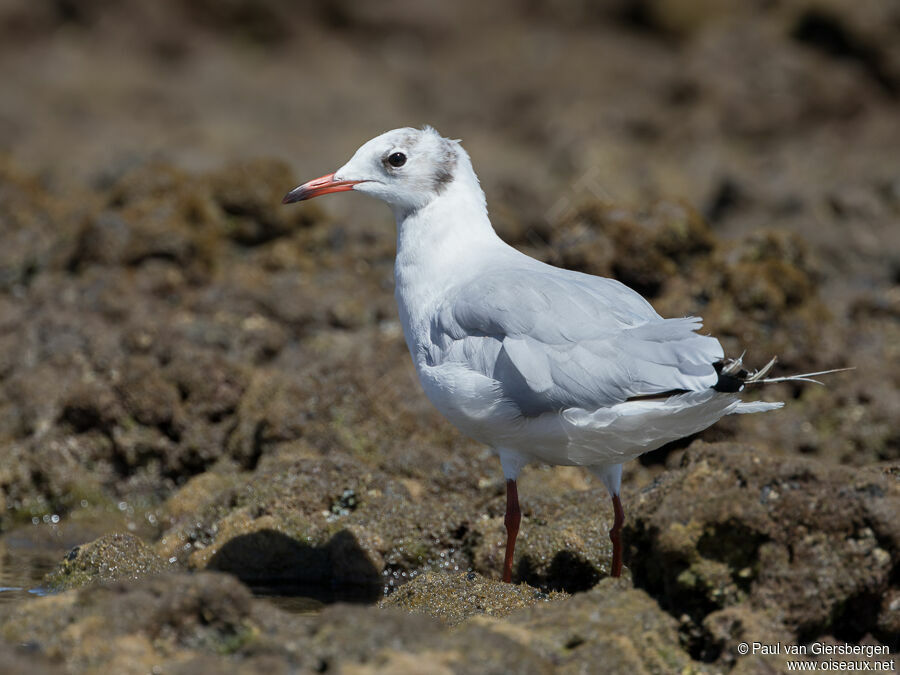 Black-headed Gull