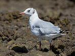 Mouette rieuse