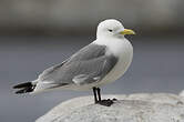 Mouette tridactyle