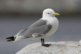 Black-legged Kittiwake