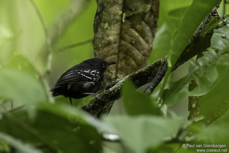 White-flanked Antwren male adult