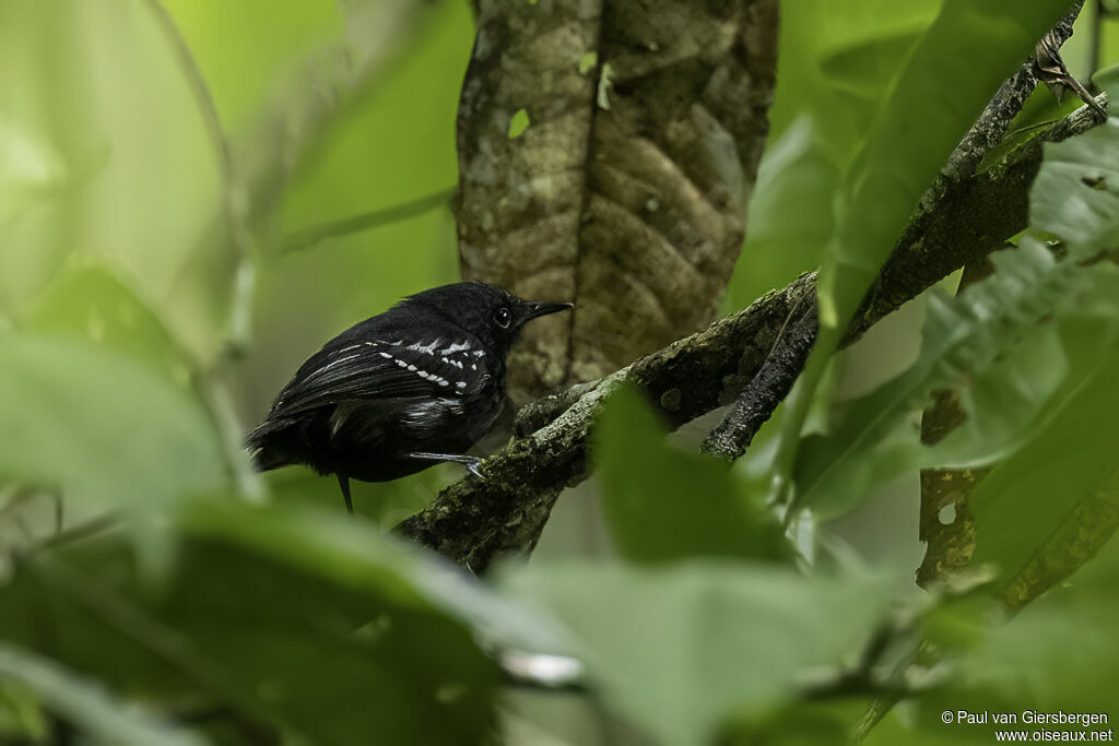 White-flanked Antwren male adult