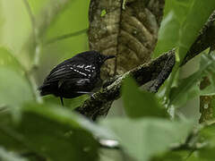 White-flanked Antwren