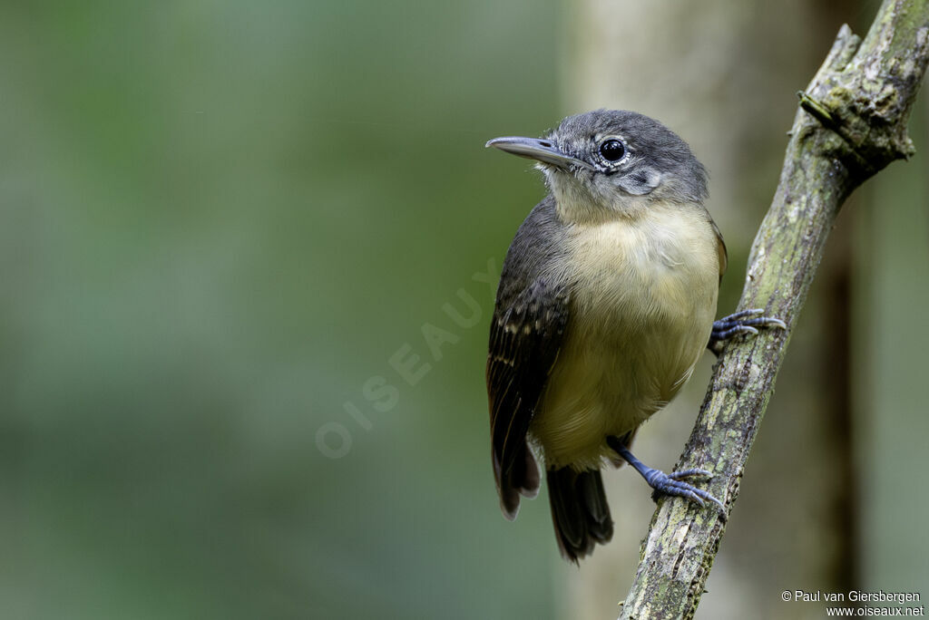 Myrmidon à flancs blancs