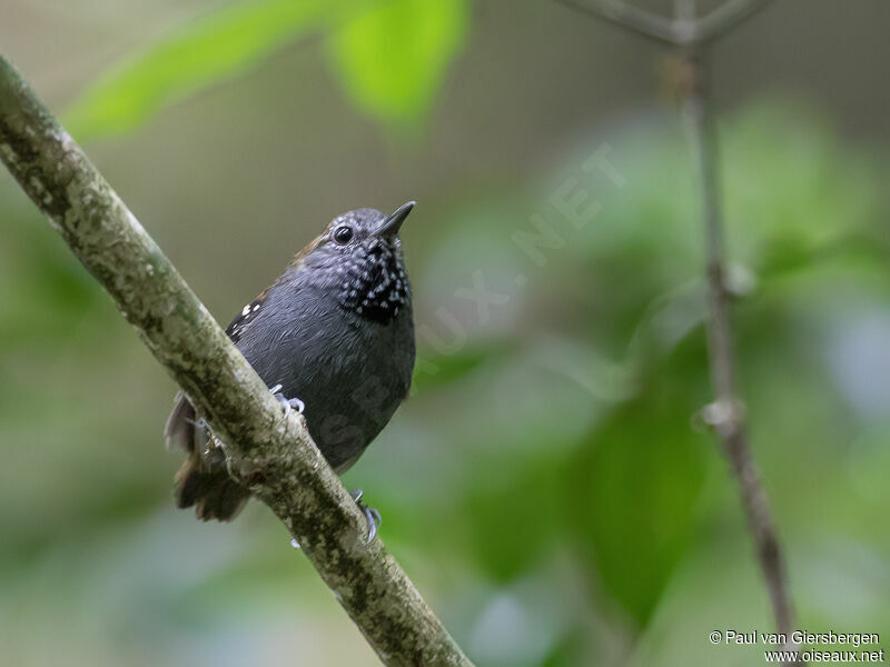 Star-throated Antwren