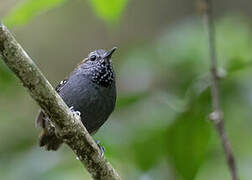 Star-throated Antwren