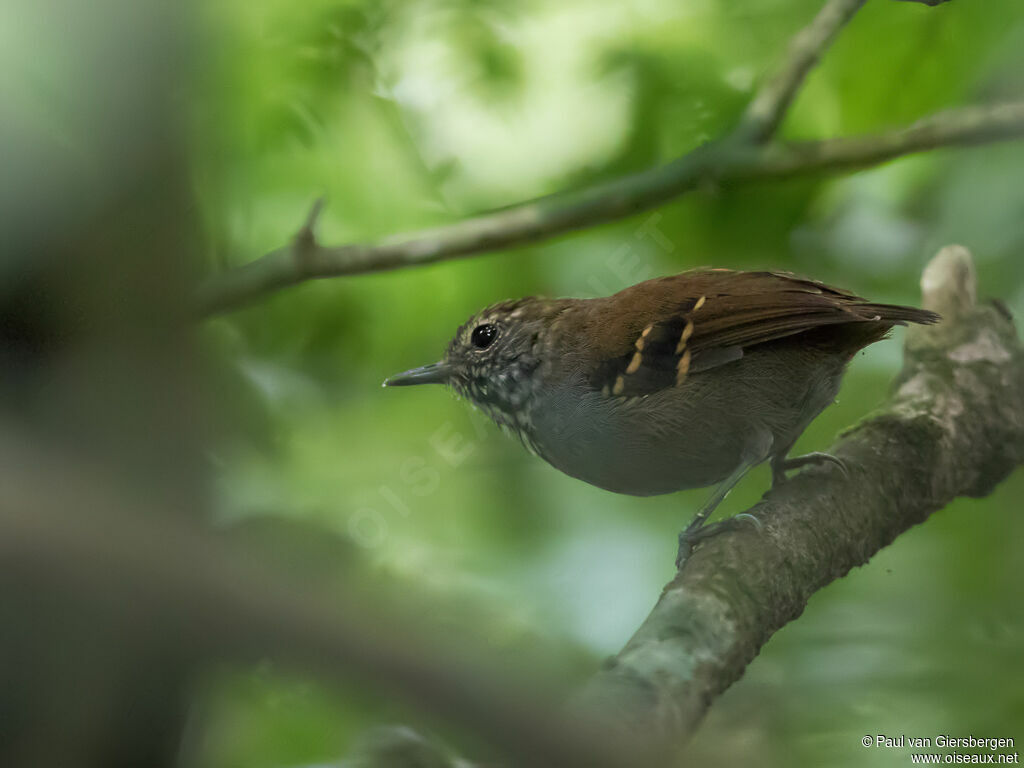 Star-throated Antwren