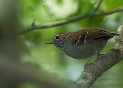 Star-throated Antwren