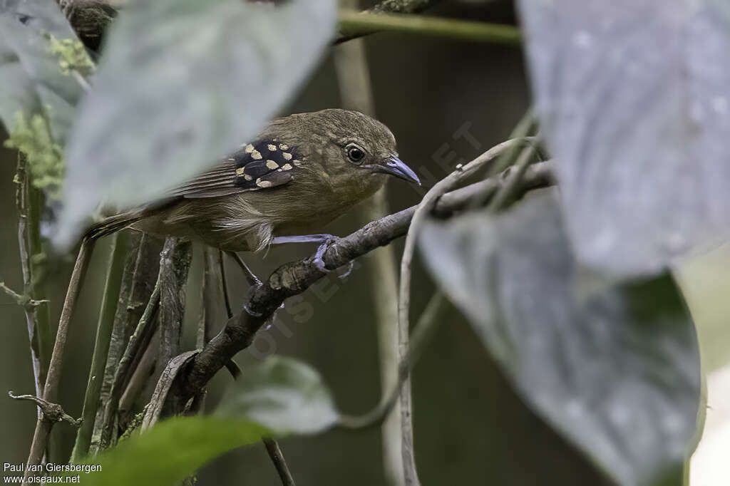 Rufous-tailed Stipplethroat female adult