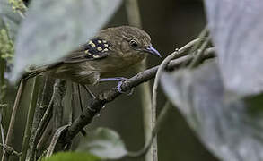 Rufous-tailed Stipplethroat