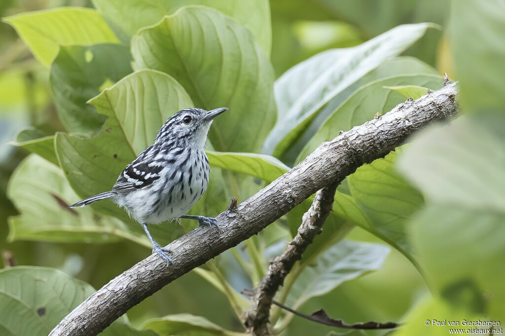 Stripe-chested Antwren