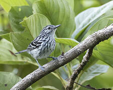 Stripe-chested Antwren