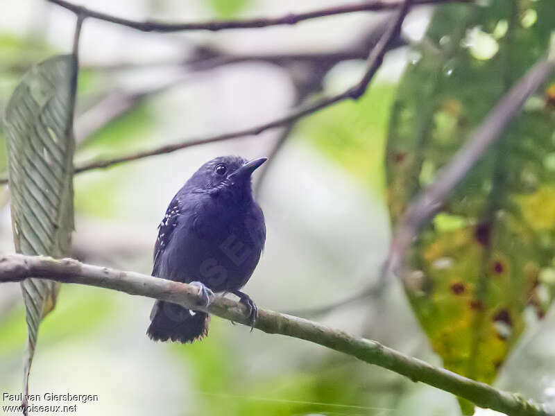 Slaty Antwren male adult