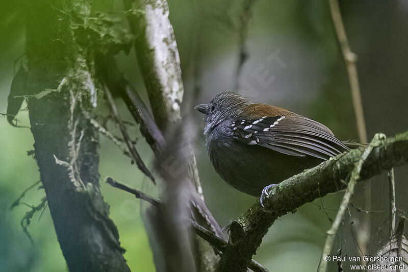 Rufous-backed Stipplethroat male adult