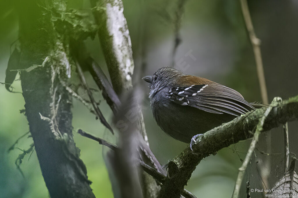 Rufous-backed Stipplethroat male adult