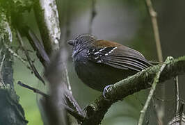 Rufous-backed Stipplethroat