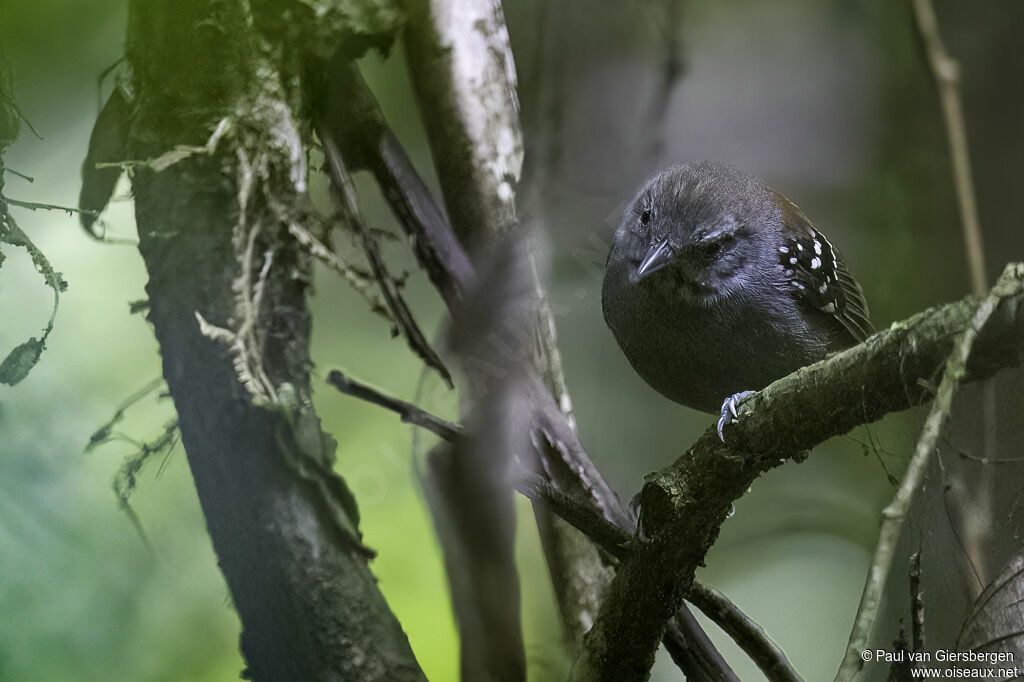 Rufous-backed Stipplethroat male adult