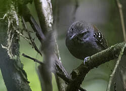 Rufous-backed Stipplethroat