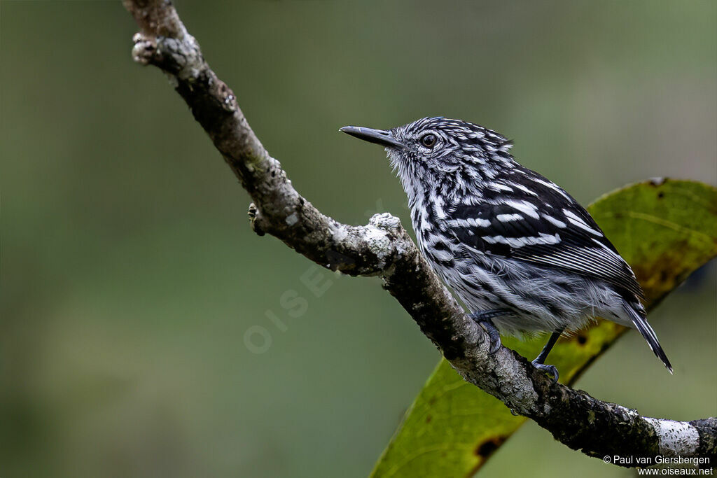 Cherrie's Antwrenadult