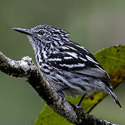 Cherrie's Antwren