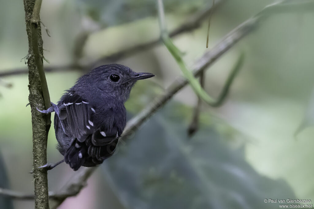 Plain-throated Antwren male adult