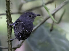 Plain-throated Antwren