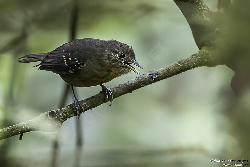 Foothill Stipplethroat female adult