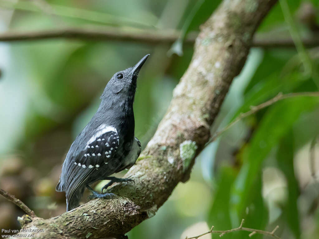 Silvery-flanked Antwren male adult, identification