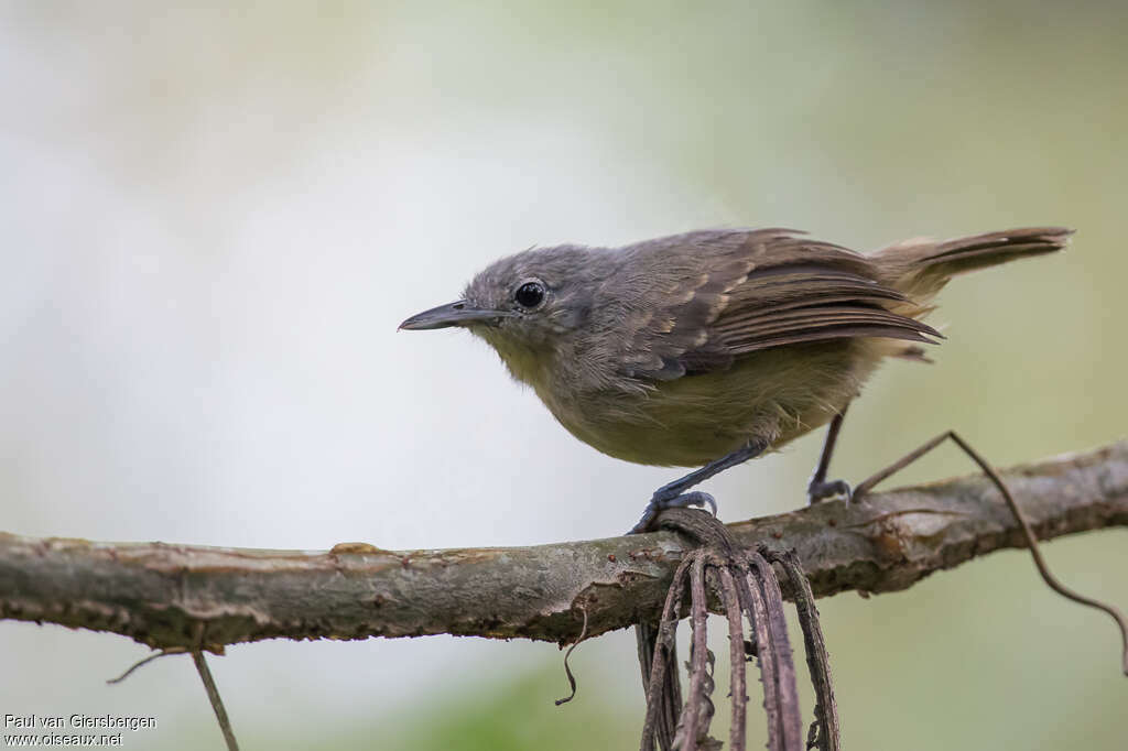 Silvery-flanked Antwren female adult, identification