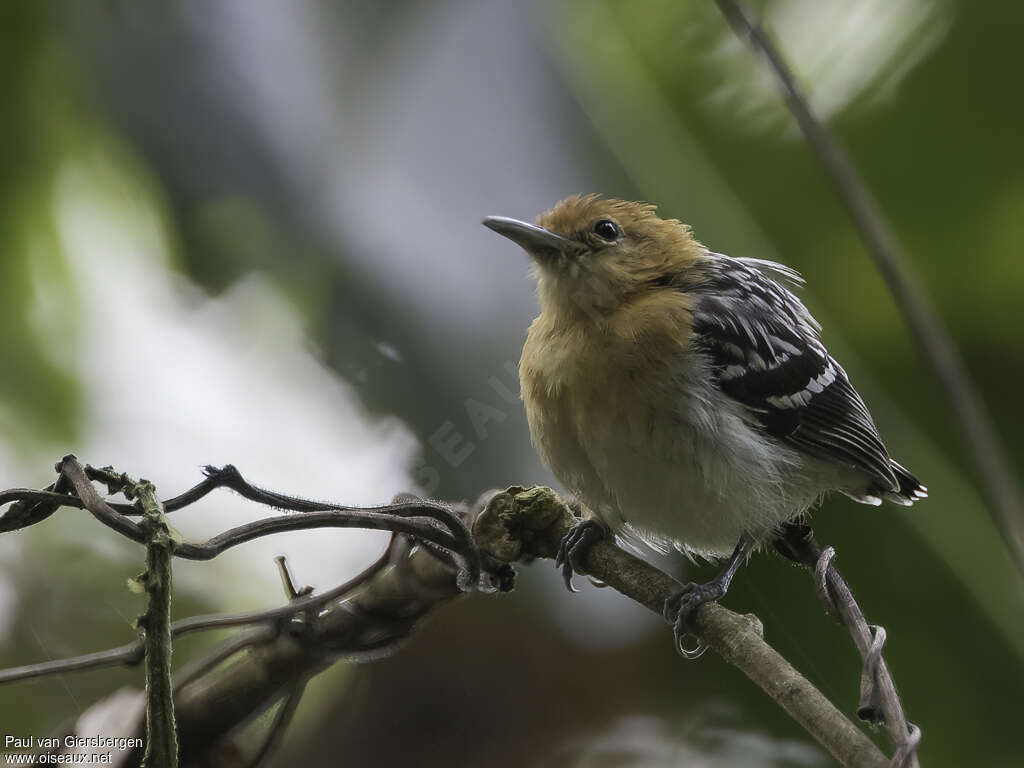 Pacific Antwren female adult, identification