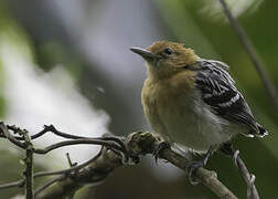 Pacific Antwren