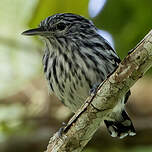 Myrmidon du Pacifique