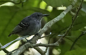 Grey Antwren