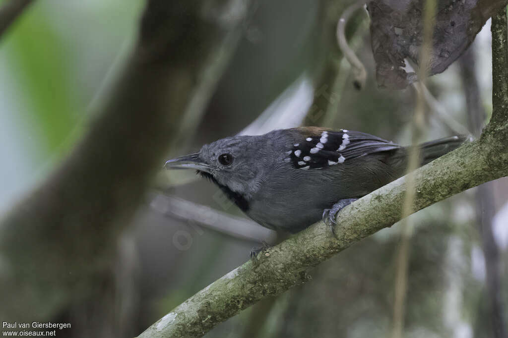 Ornate Stipplethroat male adult, identification