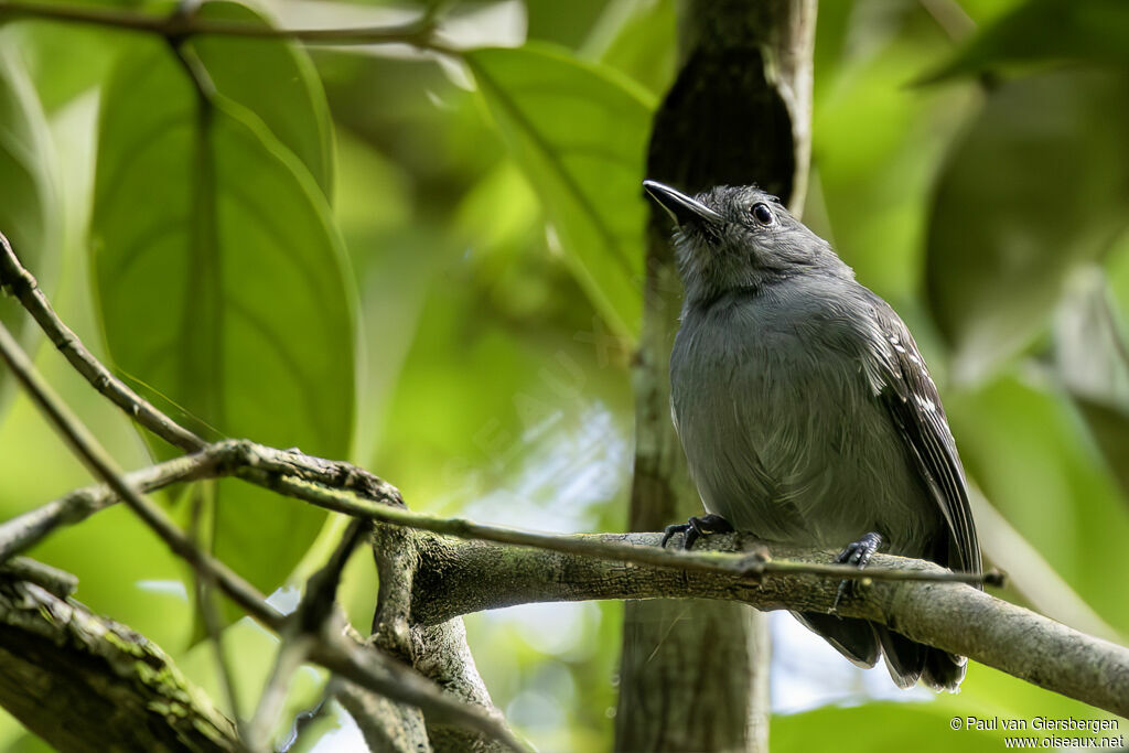 Myrmidon plombéadulte