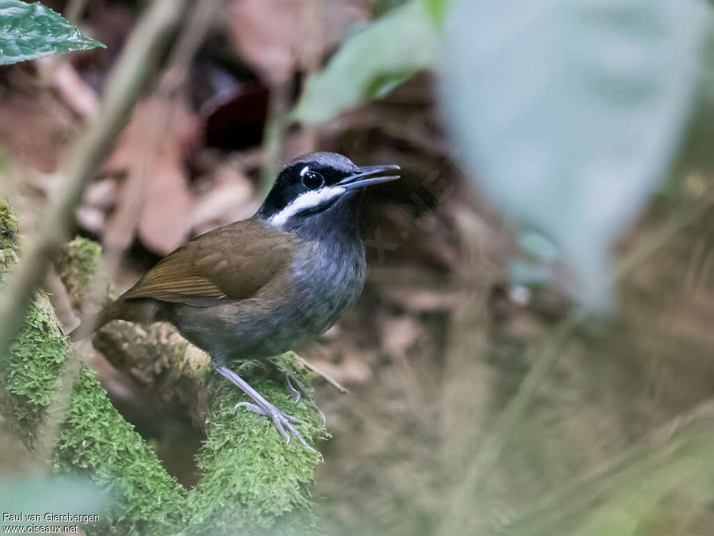 Crossley's Vanga male adult, identification