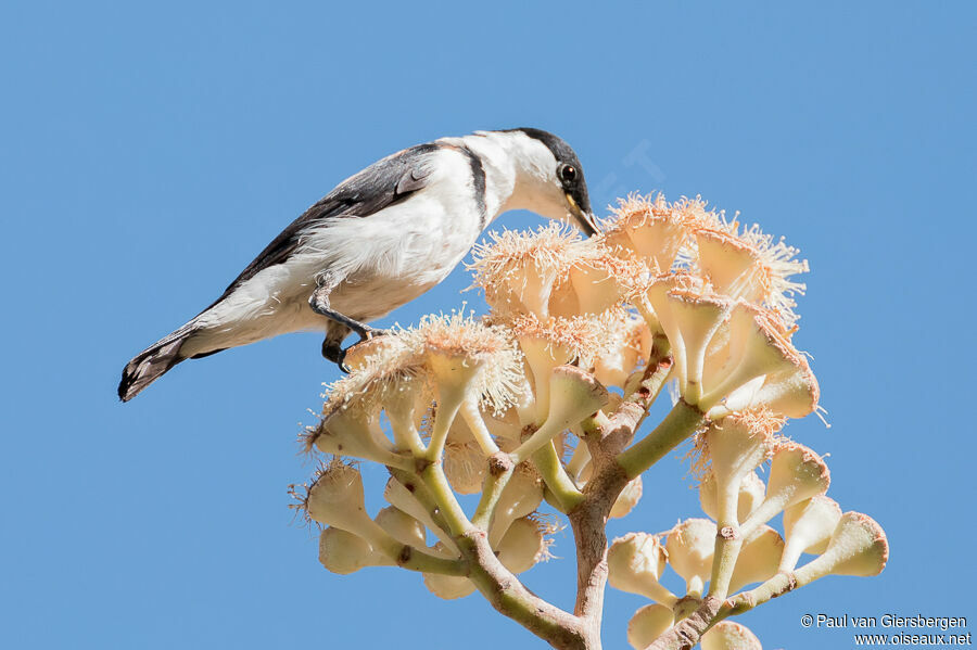 Banded Honeyeateradult