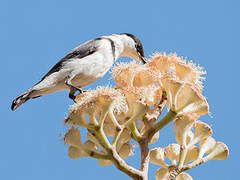 Banded Honeyeater