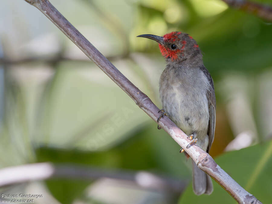 Myzomèle à tête rouge femelle adulte