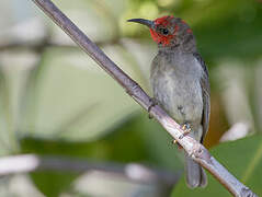 Red-headed Myzomela