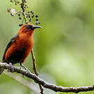 Myzomèle cardinal