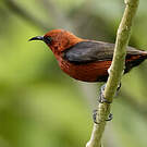 Myzomèle cardinal