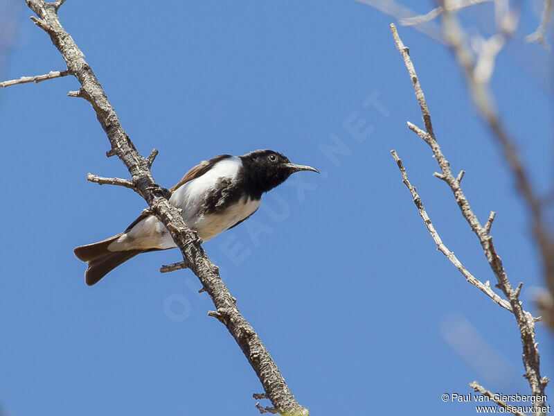 Black Honeyeater male adult