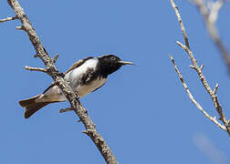 Black Honeyeater