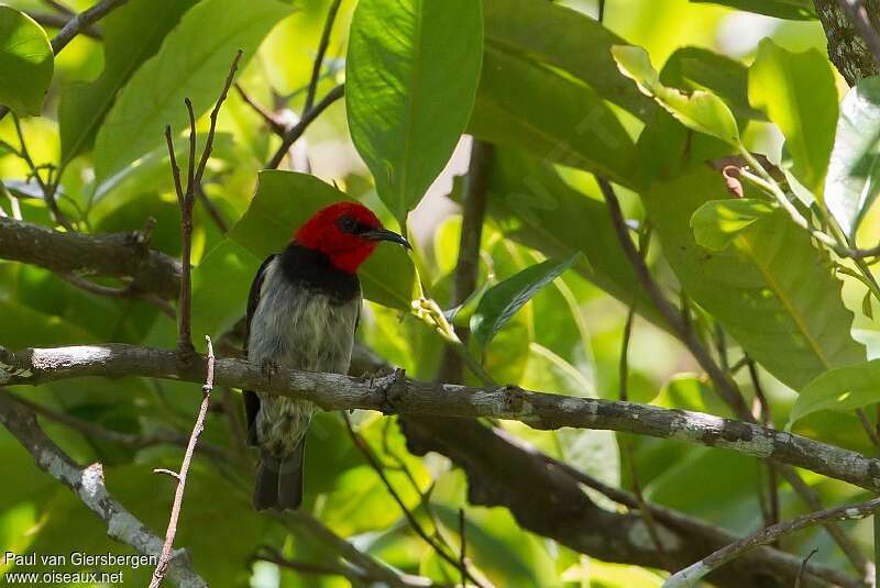 Banda Myzomela male adult, identification